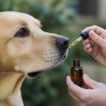 Cbd pour chiens : bienfaits, usages et précautions à connaître